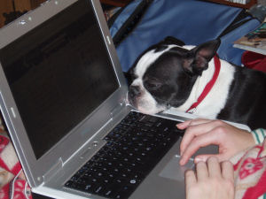 This is my main assistant, Gizmo the Boston Terrier - he has his own website!